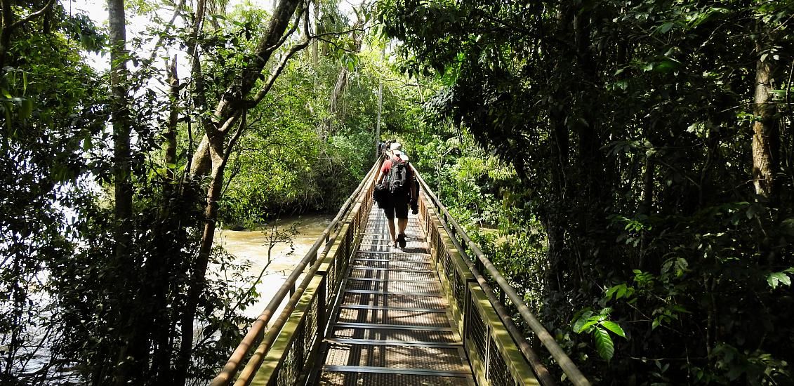 Senderos en la selva